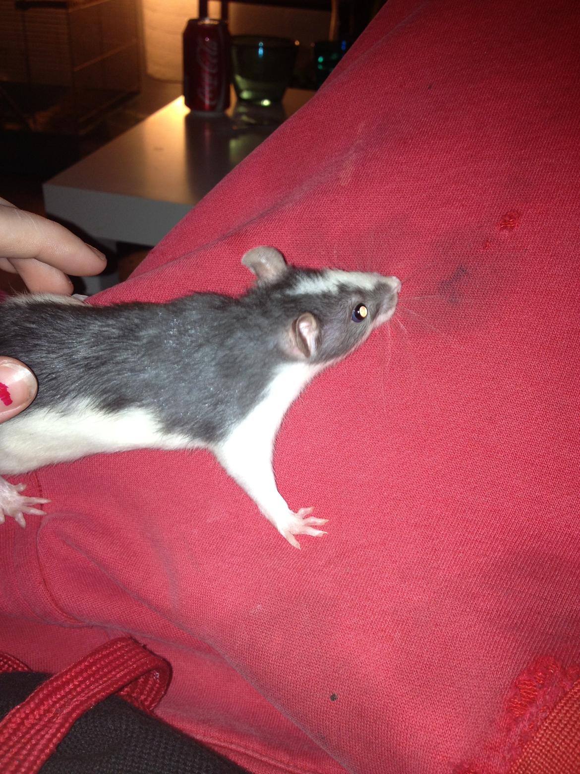 Tamrotte Porno billede 1