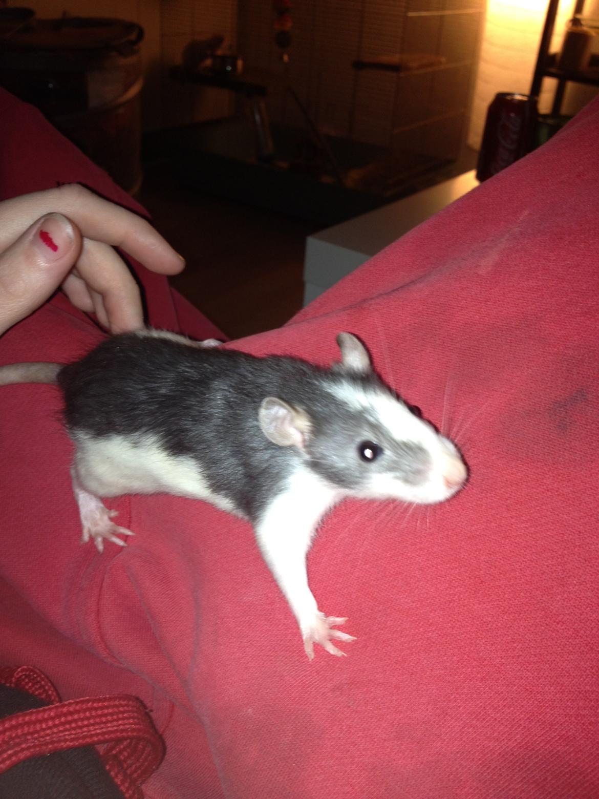 Tamrotte Porno billede 2