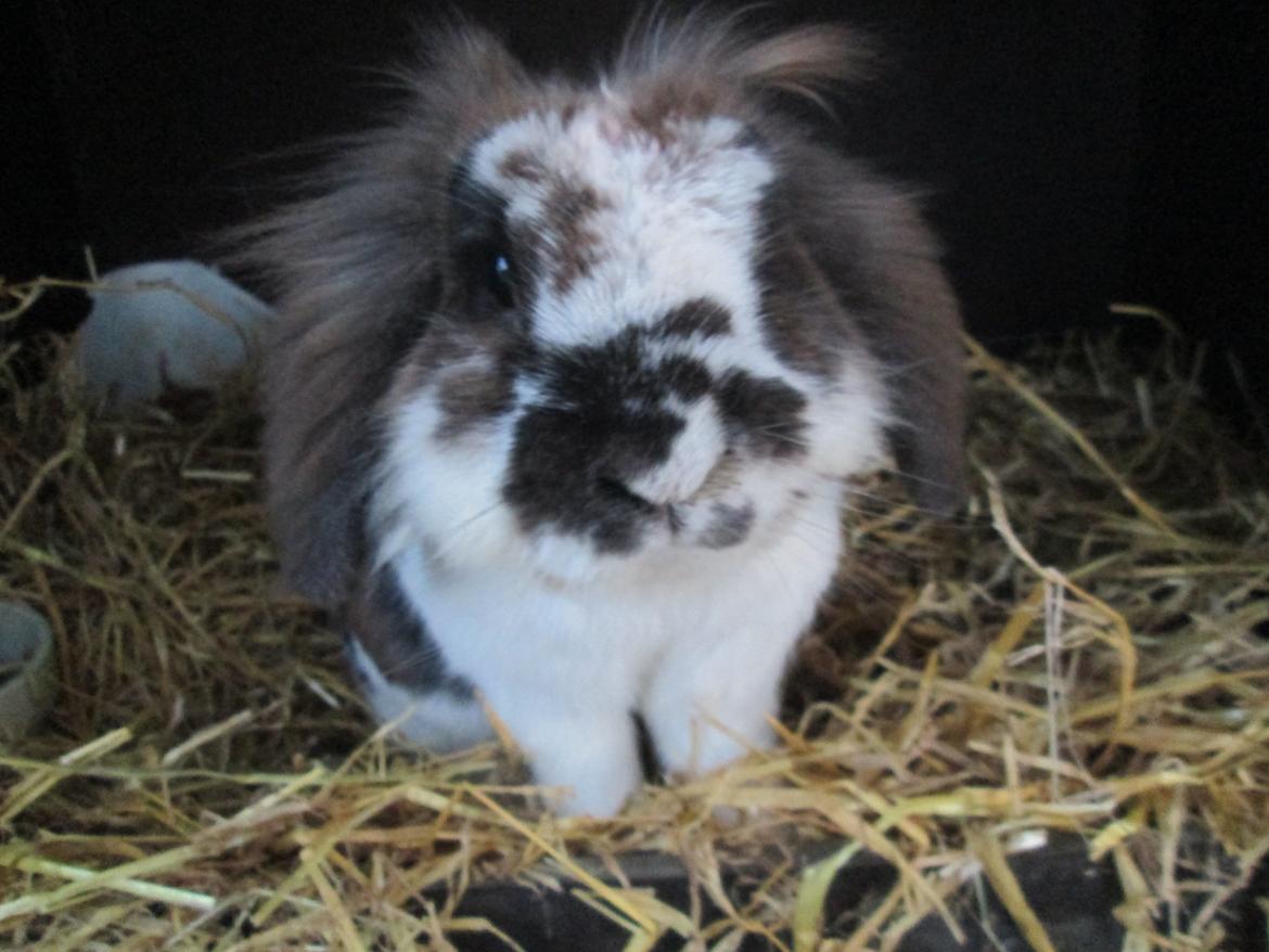 Kanin | Cookie | Dværgvædder/løvehoved billede 11