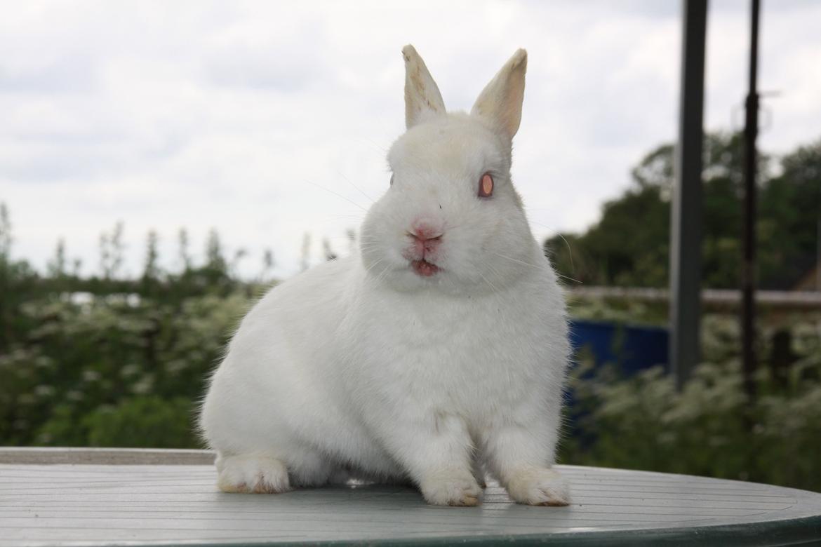 Kanin Sne (snemand) *hermelin* billede 7