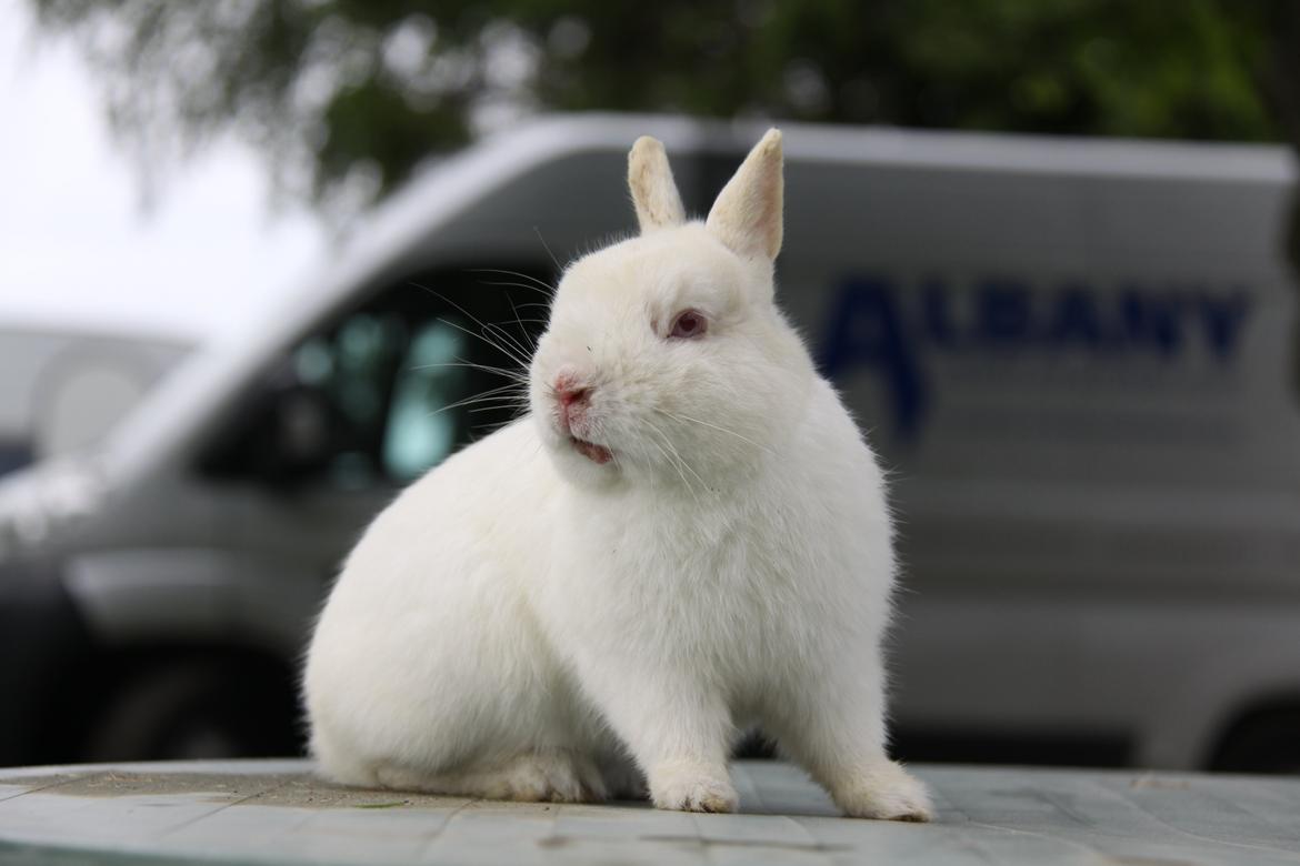 Kanin Sne (snemand) *hermelin* billede 1