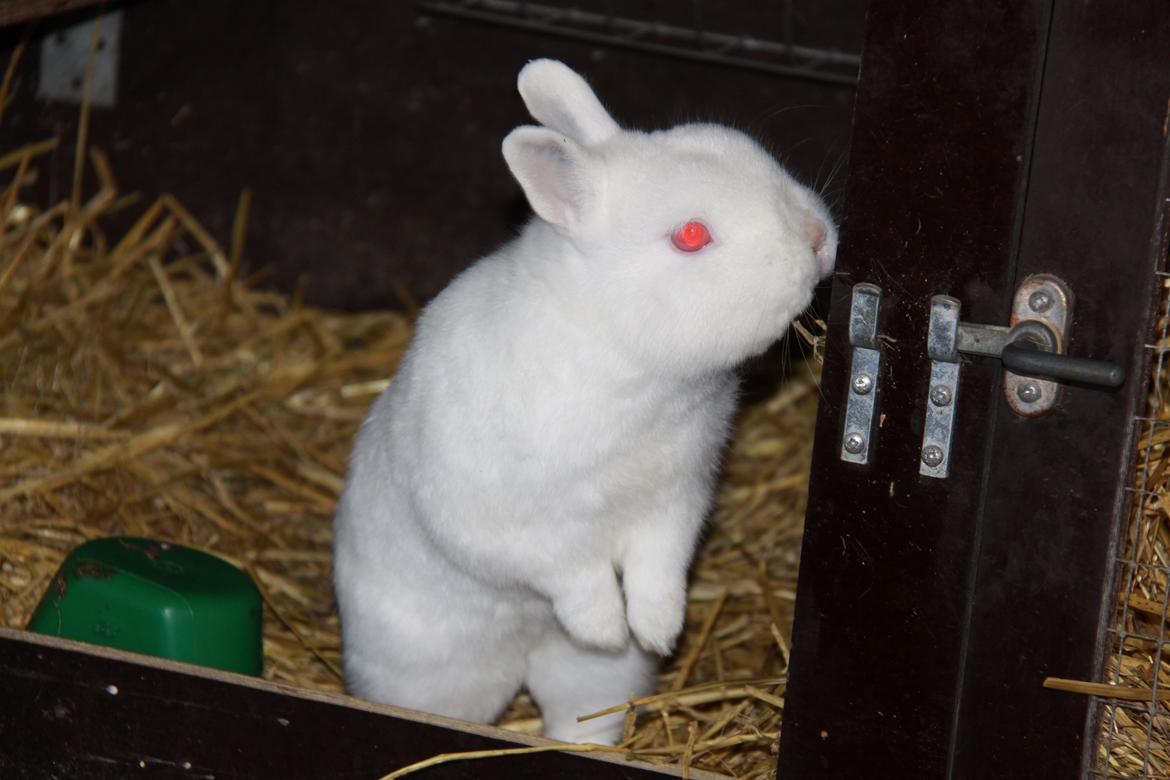 Kanin Sne (snemand) *hermelin* billede 8