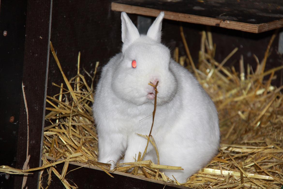 Kanin Sne (snemand) *hermelin* billede 9