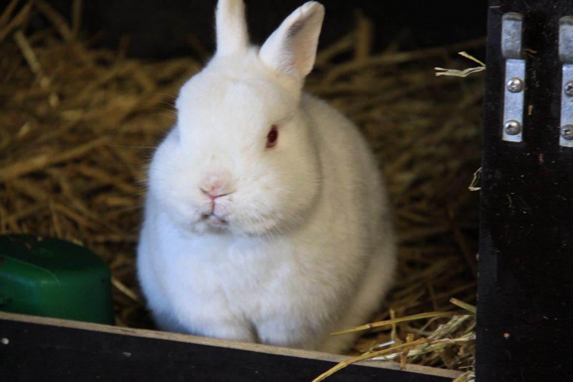 Kanin Sne (snemand) *hermelin* billede 10