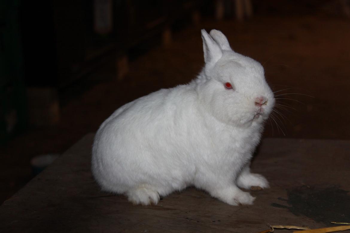 Kanin Sne (snemand) *hermelin* billede 11