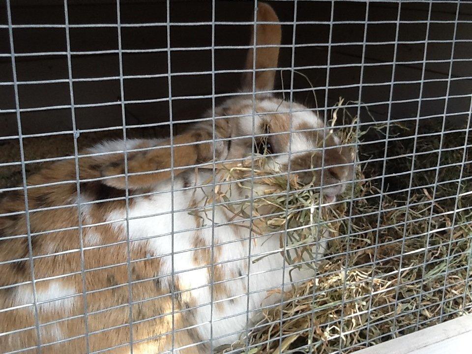 Kanin Candy billede 13