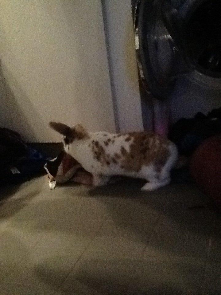 Kanin Candy billede 14