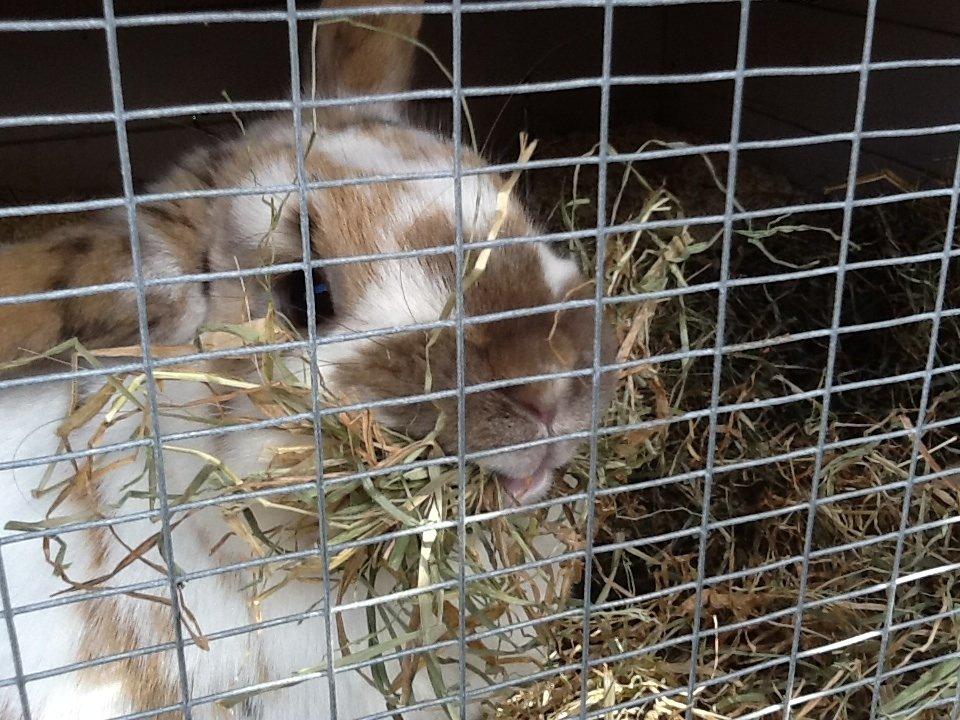 Kanin Candy billede 15