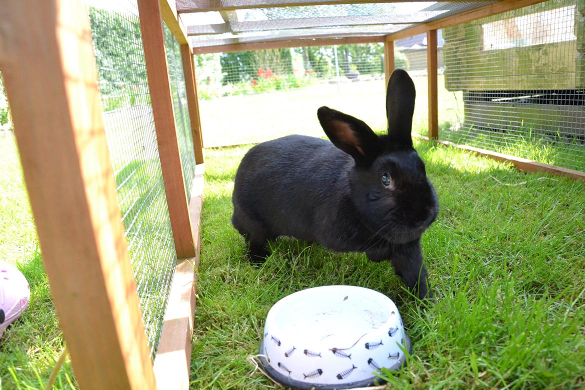 Kanin Nikki Ebony † 10/09-13 † billede 14