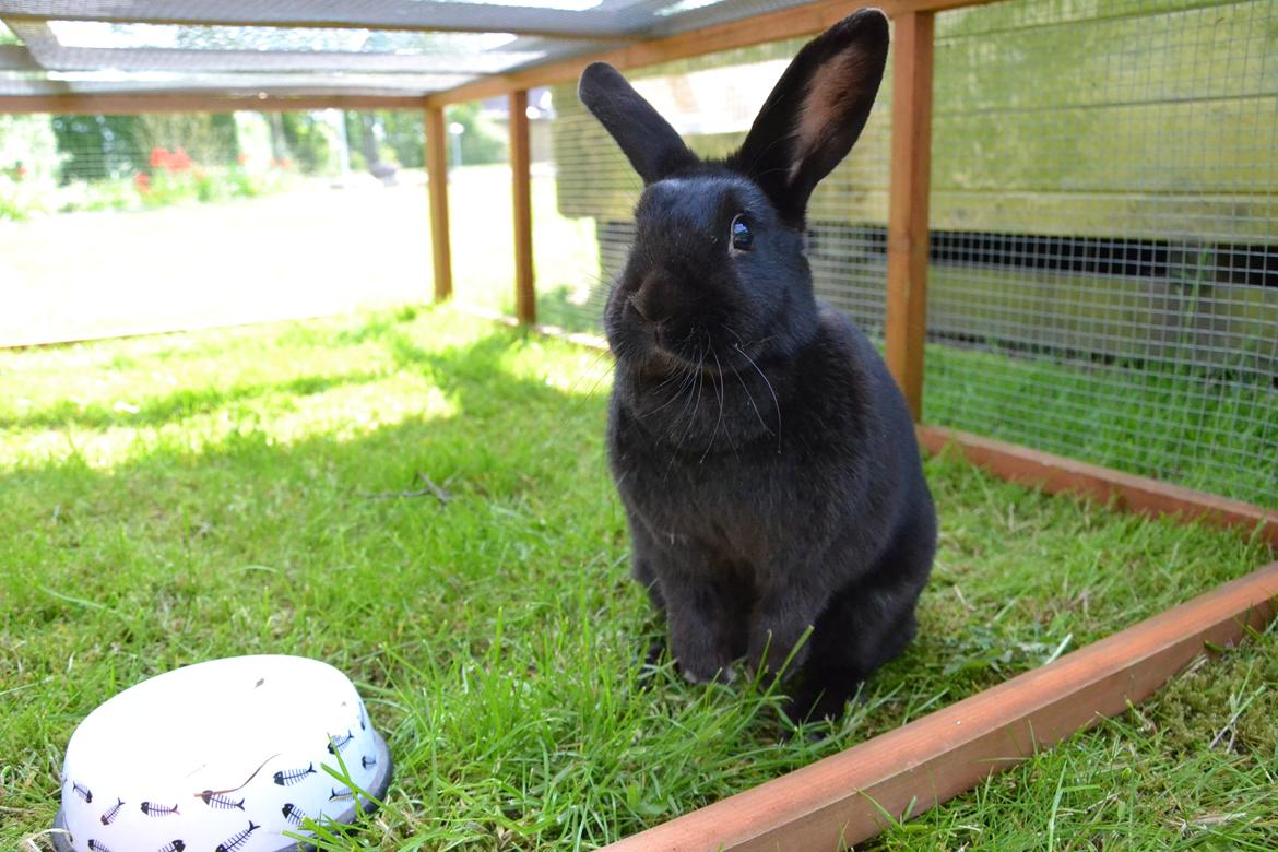 Kanin Nikki Ebony † 10/09-13 † billede 15