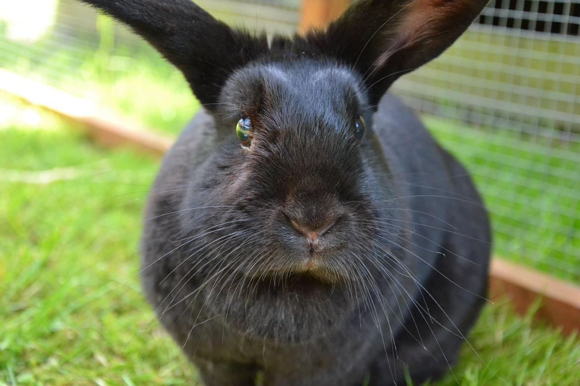Kanin Nikki Ebony † 10/09-13 † - Min kanin skal være sort som helvedet, stærk som døden, og sød som kærlighed. ♡ billede 10