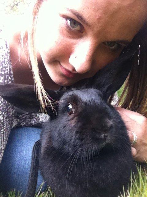 Kanin Nikki Ebony † 10/09-13 † - En af de første gange, hun har sele på.. ♡ billede 18