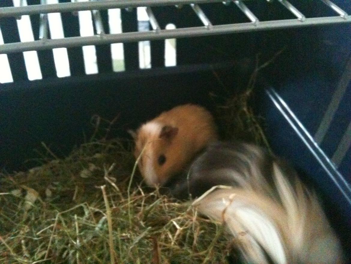 Marsvin nuga billede 1