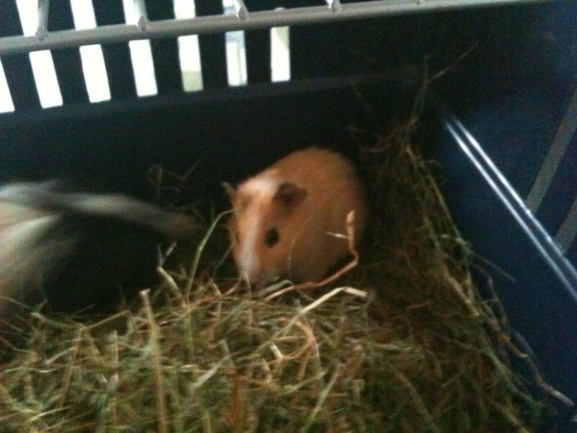 Marsvin nuga billede 2