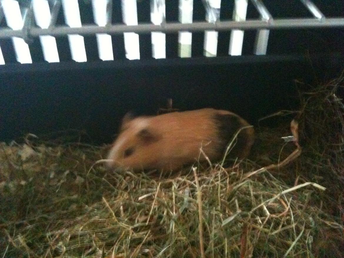 Marsvin nuga billede 3