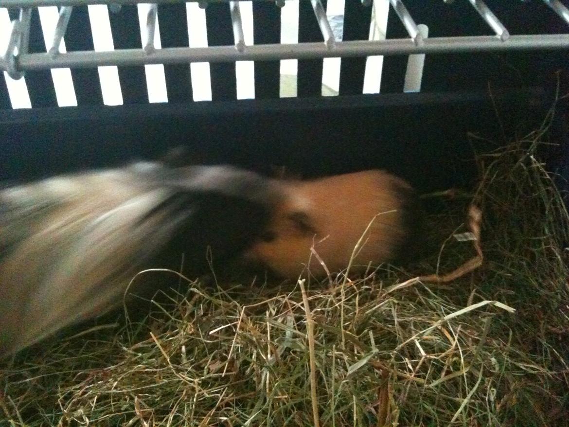 Marsvin nuga billede 4