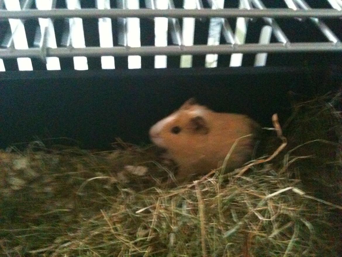 Marsvin nuga billede 6