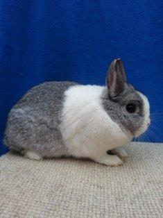 Kanin 234 billede 2