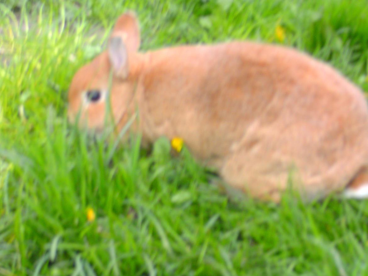 Kanin Fie billede 12