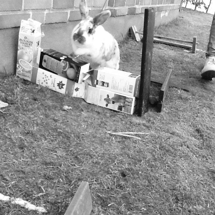 Kanin Candy billede 16