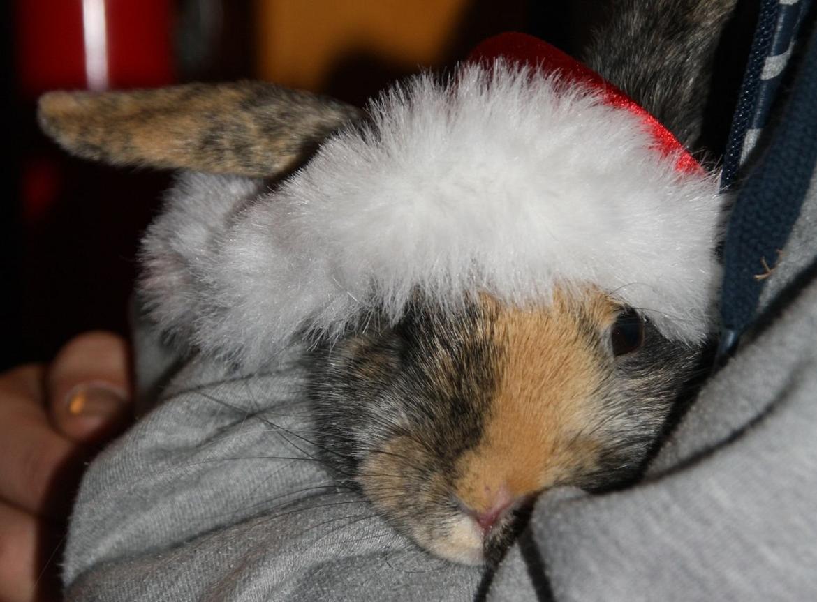 Kanin Cato og vanilje billede 11