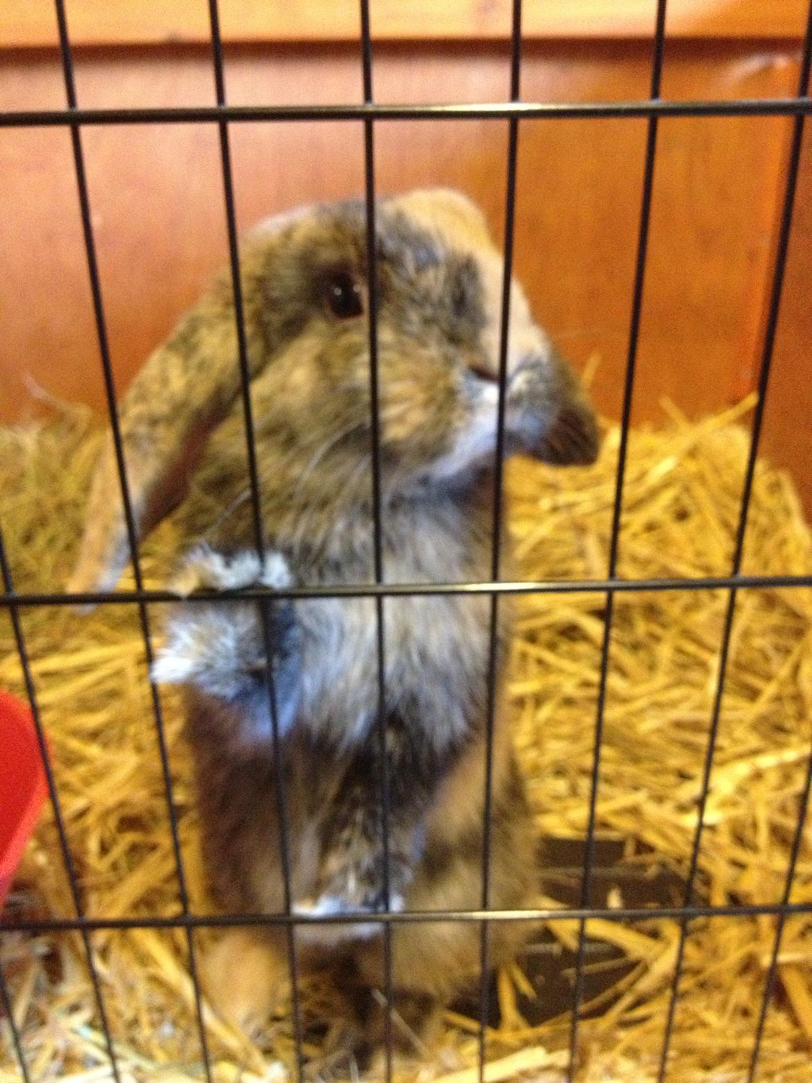 Kanin Cato og vanilje billede 12