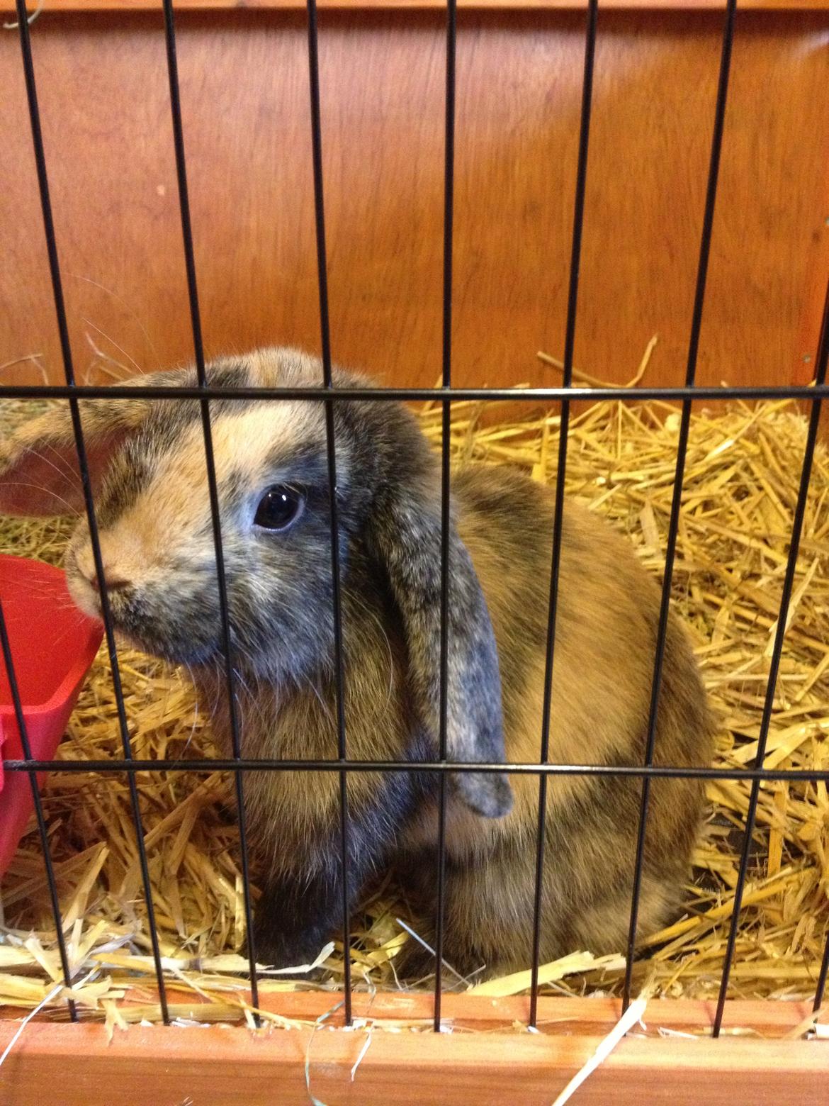 Kanin Cato og vanilje billede 8