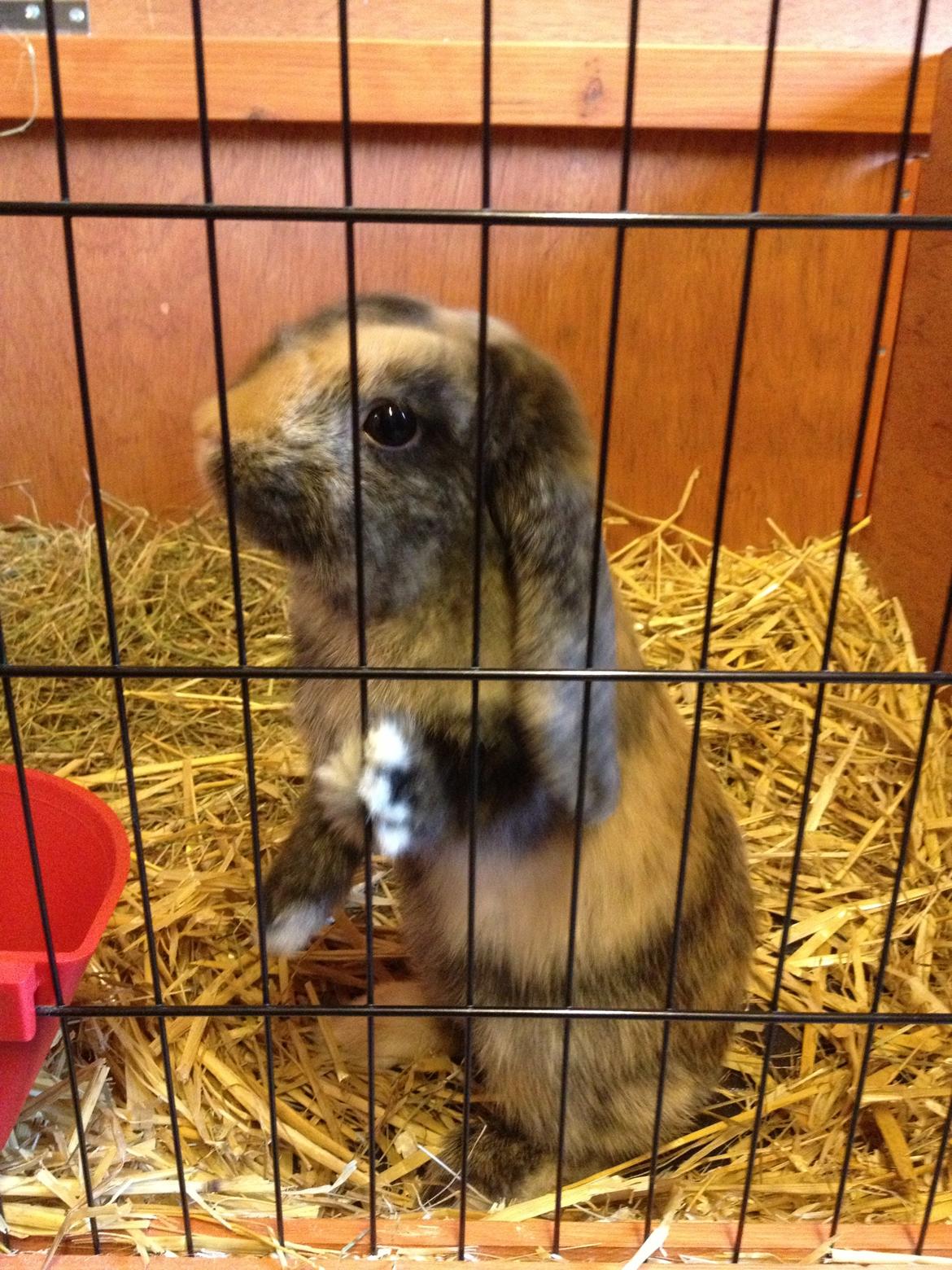 Kanin Cato og vanilje billede 13