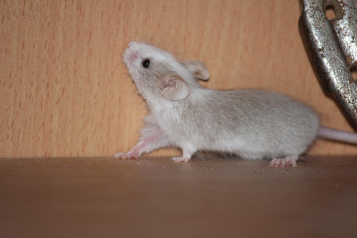 Mus - Youi - Foto: Mig billede 2