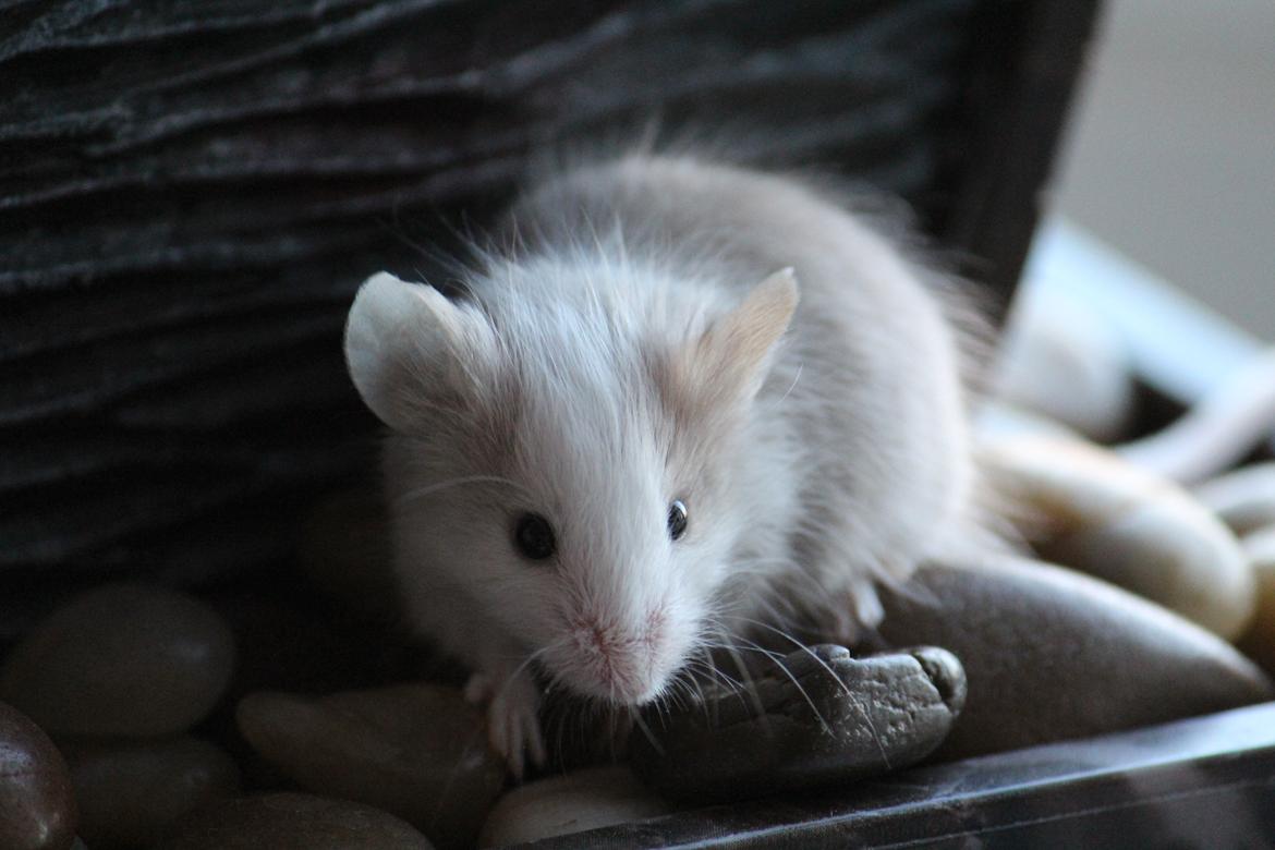 Mus - Youi - Min lille ven sidder mellem stenene i min fontæne ^^' - Foto: Mig. billede 1