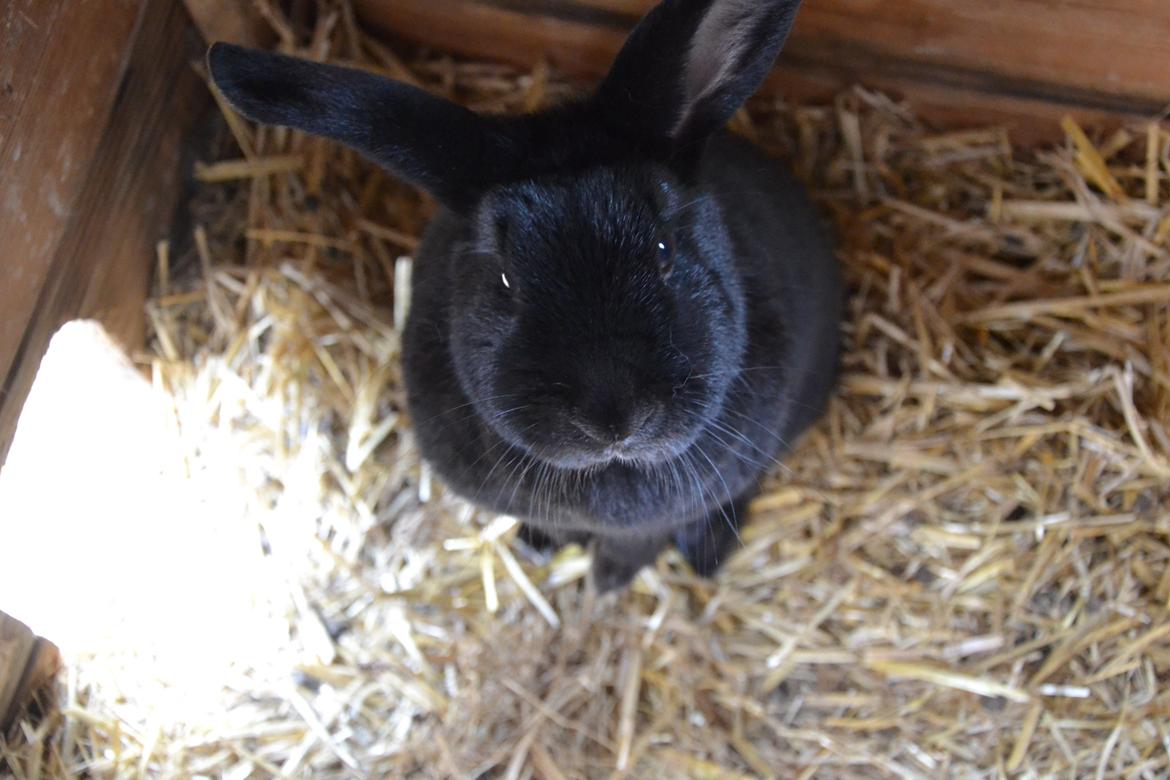 Kanin Nikki Ebony † 10/09-13 † - Fedberg. ♡ billede 7