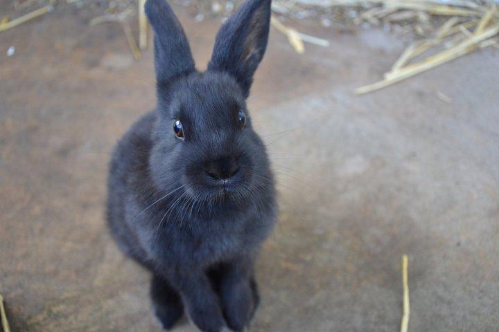 Kanin Nikki Ebony † 10/09-13 † - Lille nuttigøj. ♡ billede 16