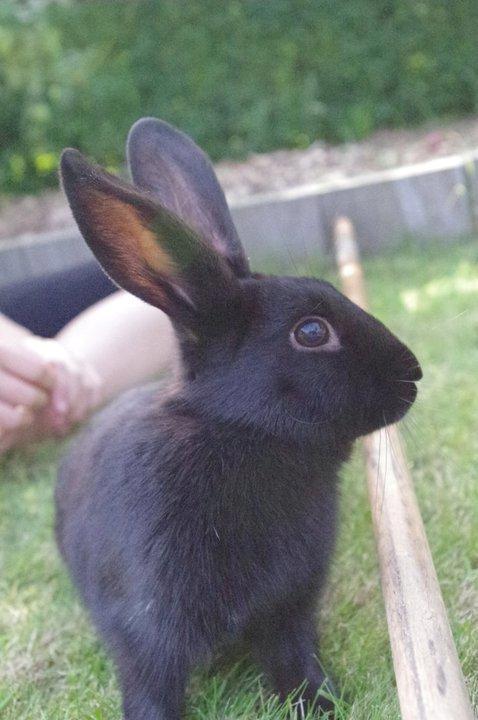 Kanin Nikki Ebony † 10/09-13 † - Nikki da hun ikke var selevant, fri i haven. ♡ billede 12