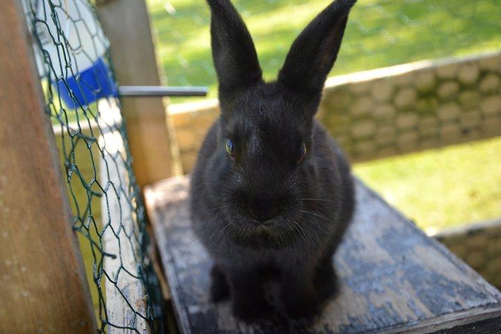 Kanin Nikki Ebony † 10/09-13 † - BABYNIN'! ♡♡ billede 13
