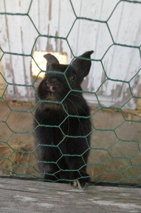 Kanin Nikki Ebony † 10/09-13 † - ØF ØF! ♡ Tak for jeres kig, smid gerne en kommentar og bedømmelse, det ville betyde meget. :-) billede 19