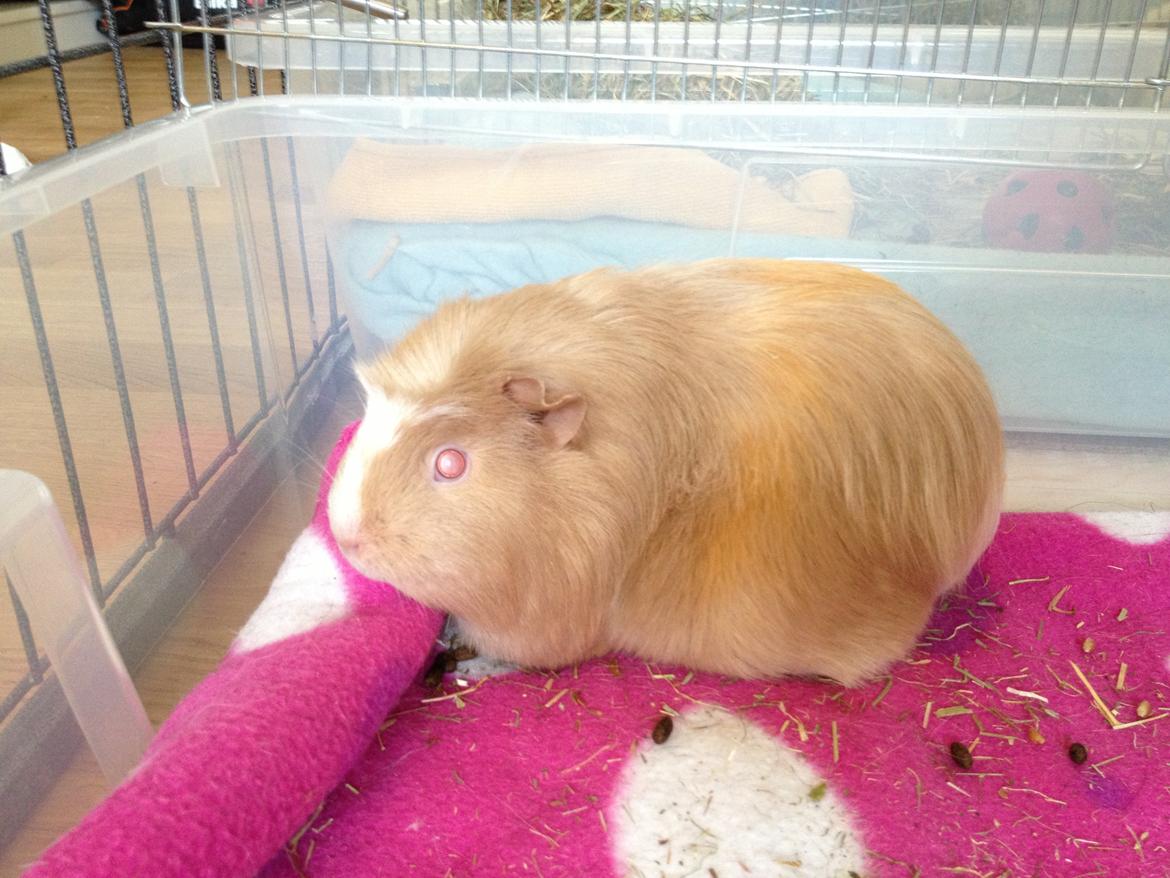 Marsvin Pixie billede 2