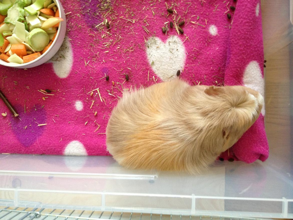 Marsvin Pixie billede 3