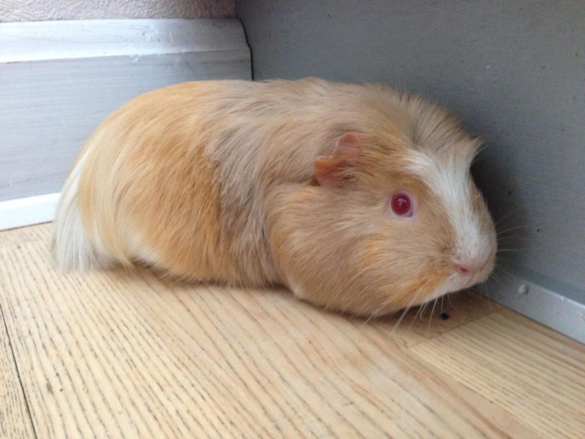 Marsvin Pixie billede 4