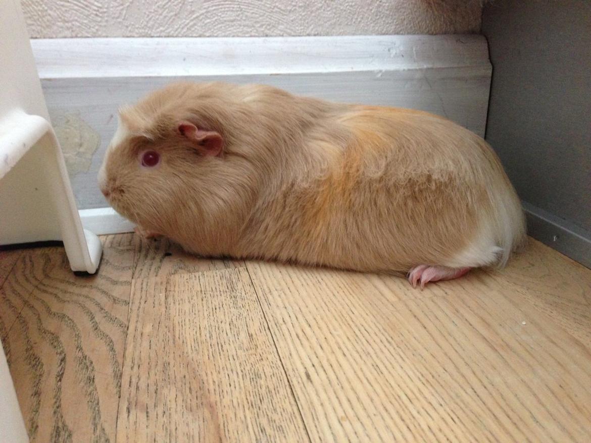 Marsvin Pixie billede 5