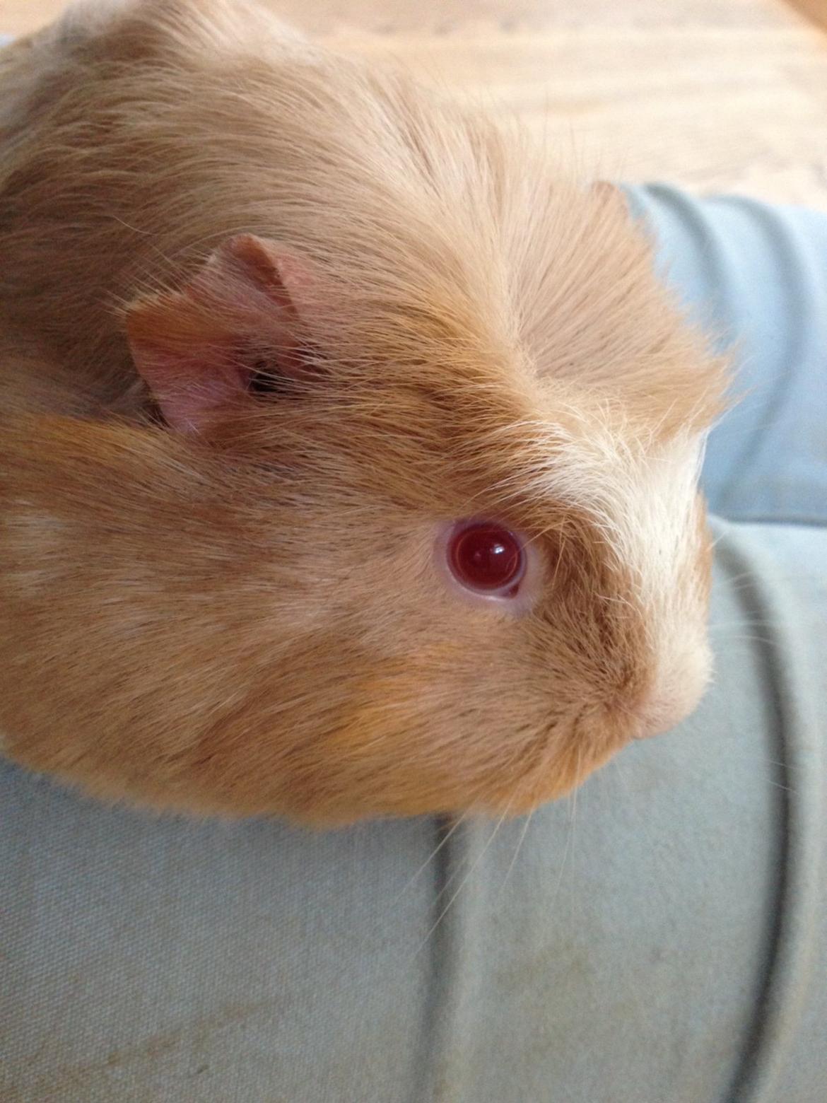 Marsvin Pixie billede 7