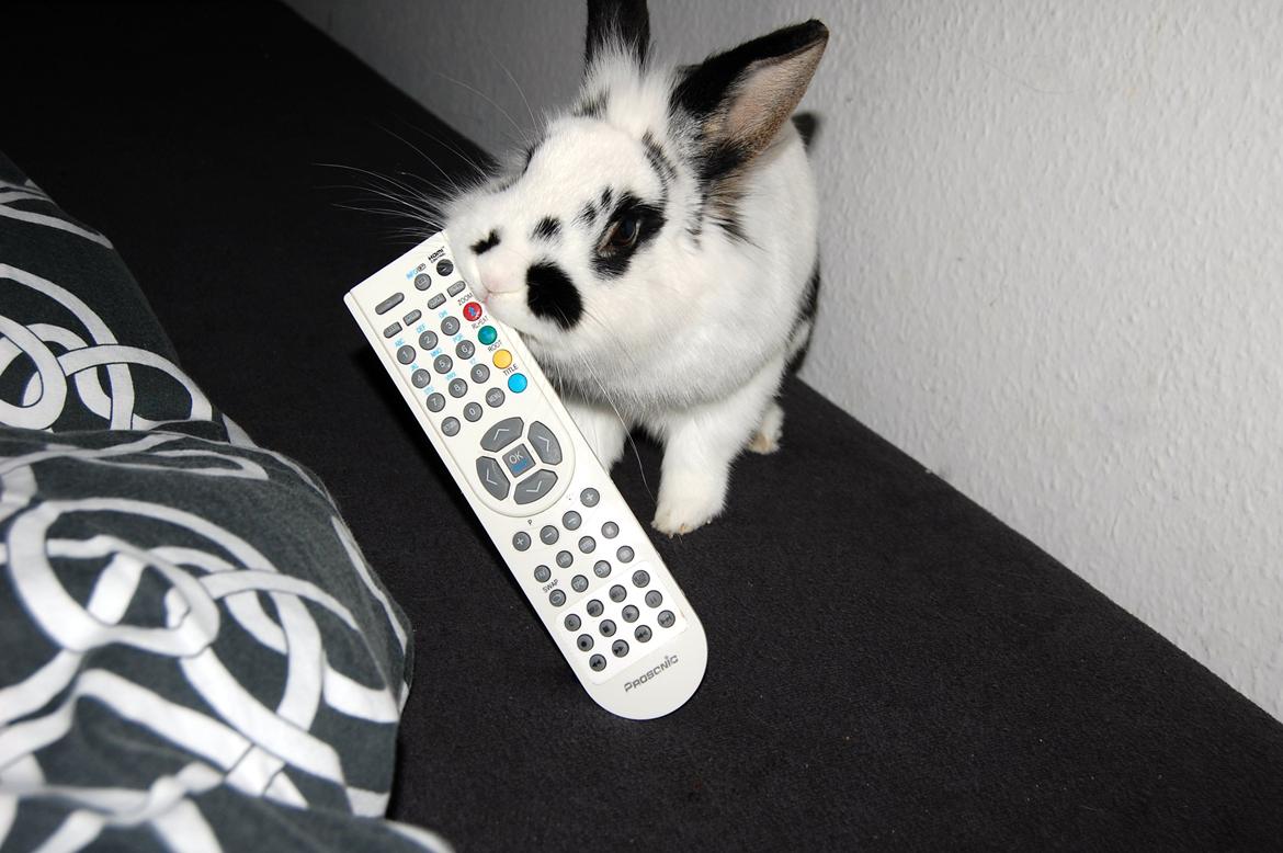 Kanin Skip billede 3