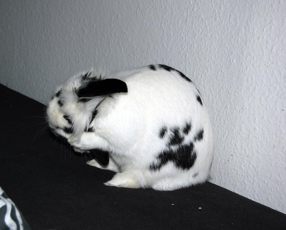 Kanin Skip billede 5