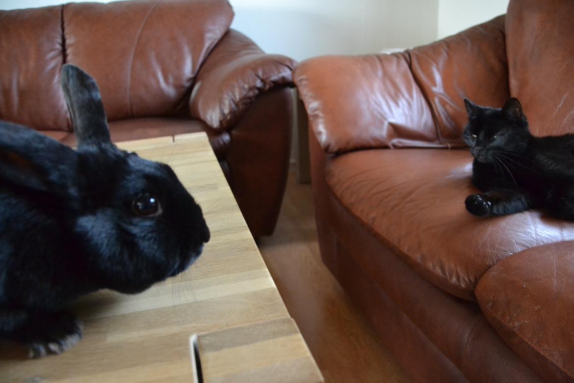 Kanin Nikki Ebony † 10/09-13 † - Mødet mellem sorte1 og sorte2. :-P ♡ billede 17