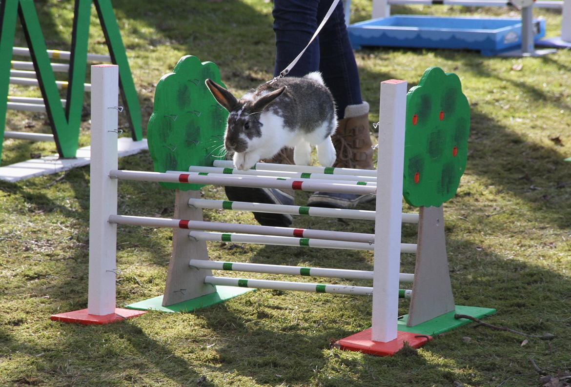 Kanin Winds Fuji billede 11