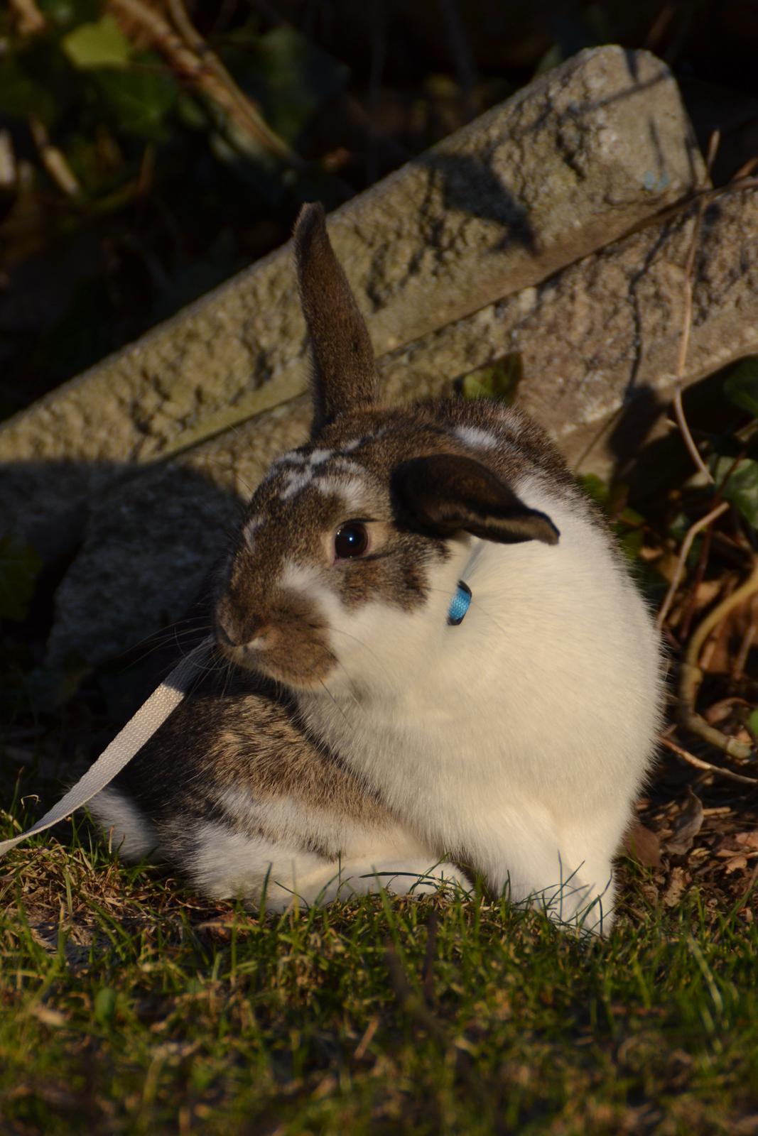 Kanin Winds Fuji billede 2