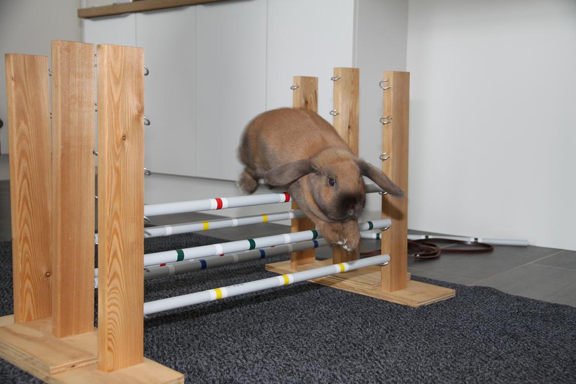 Kanin Cathrine Zeta Jones "Zeta" billede 1