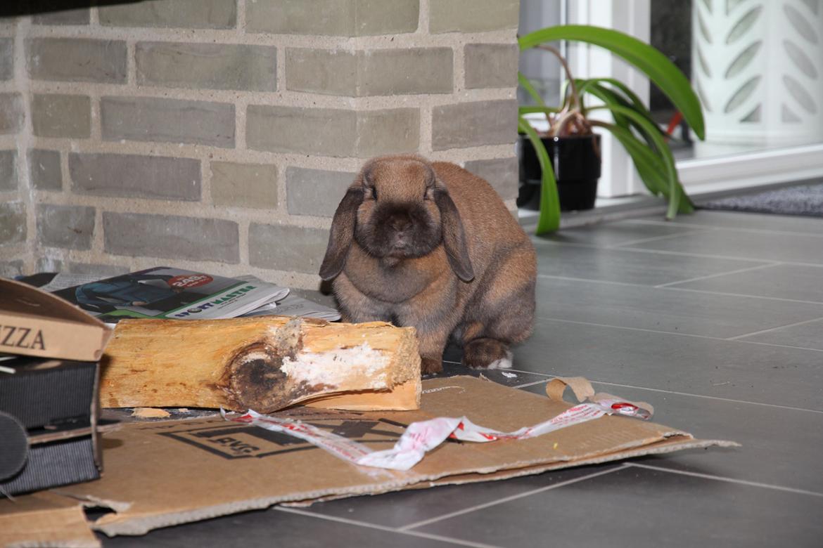 Kanin Cathrine Zeta Jones "Zeta" billede 3