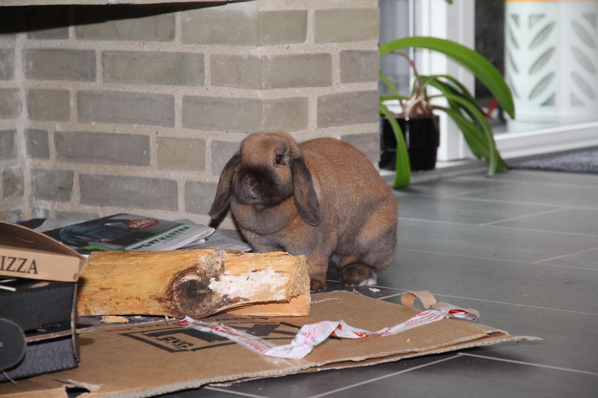 Kanin Cathrine Zeta Jones "Zeta" billede 4