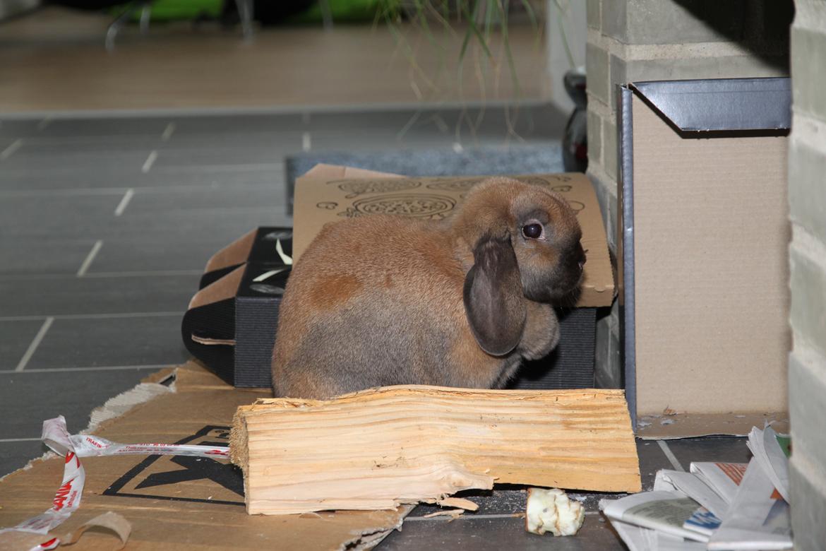 Kanin Cathrine Zeta Jones "Zeta" billede 5