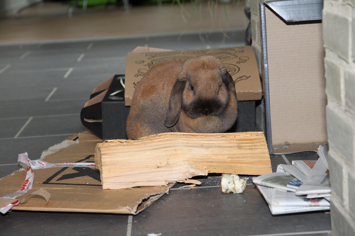 Kanin Cathrine Zeta Jones "Zeta" billede 6